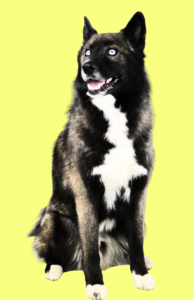 Read more about the article Walle