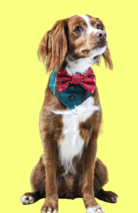 Read more about the article Winston T