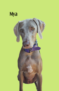 Read more about the article Veya & Mya