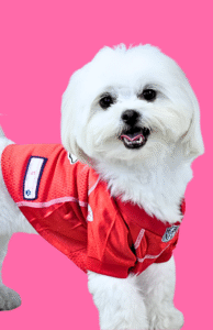 Read more about the article nee