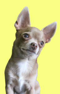 Read more about the article Vladimir