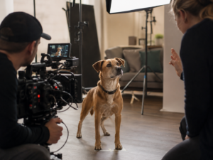 Read more about the article How Do Dogs and Cats Get Cast in Movies, TV Shows and Commercials?